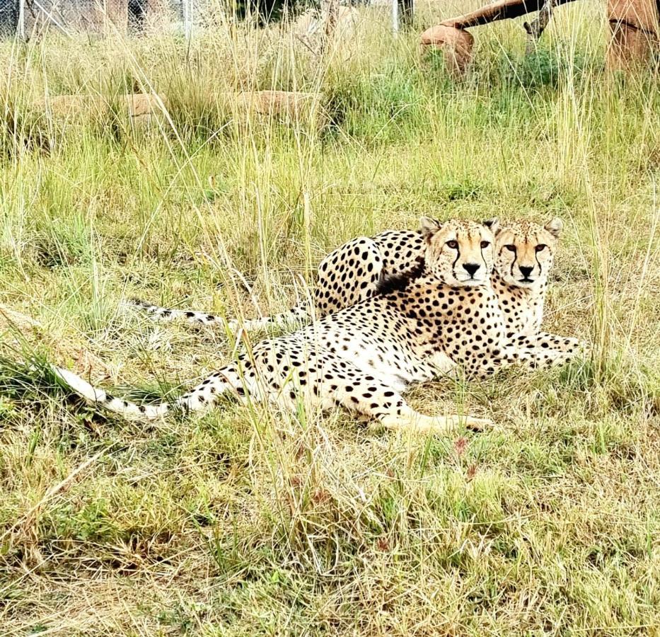 Pumbaa Wildlife Park & Accommodation Mbombela Extérieur photo