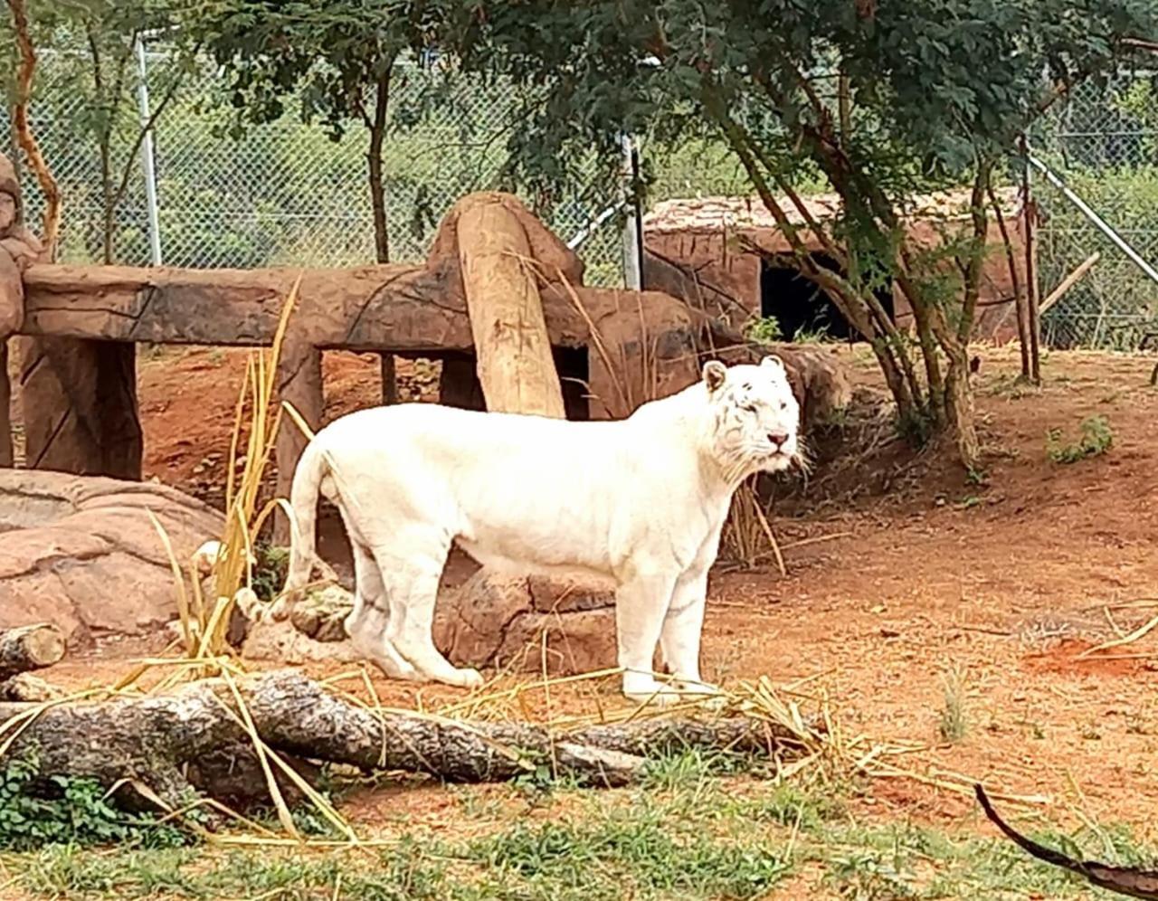Pumbaa Wildlife Park & Accommodation Mbombela Extérieur photo