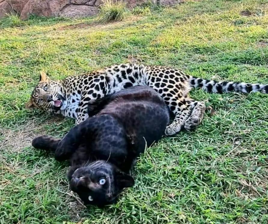 Pumbaa Wildlife Park & Accommodation Mbombela Extérieur photo