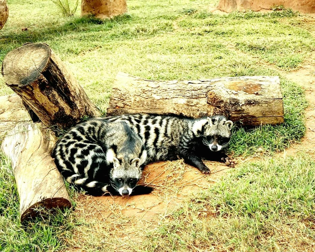 Pumbaa Wildlife Park & Accommodation Mbombela Extérieur photo