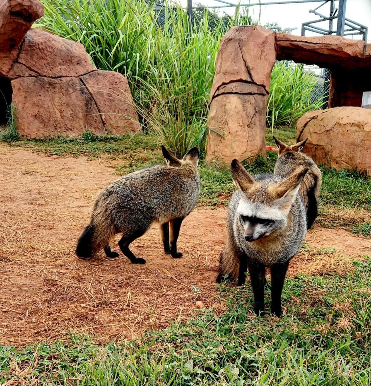 Pumbaa Wildlife Park & Accommodation Mbombela Extérieur photo