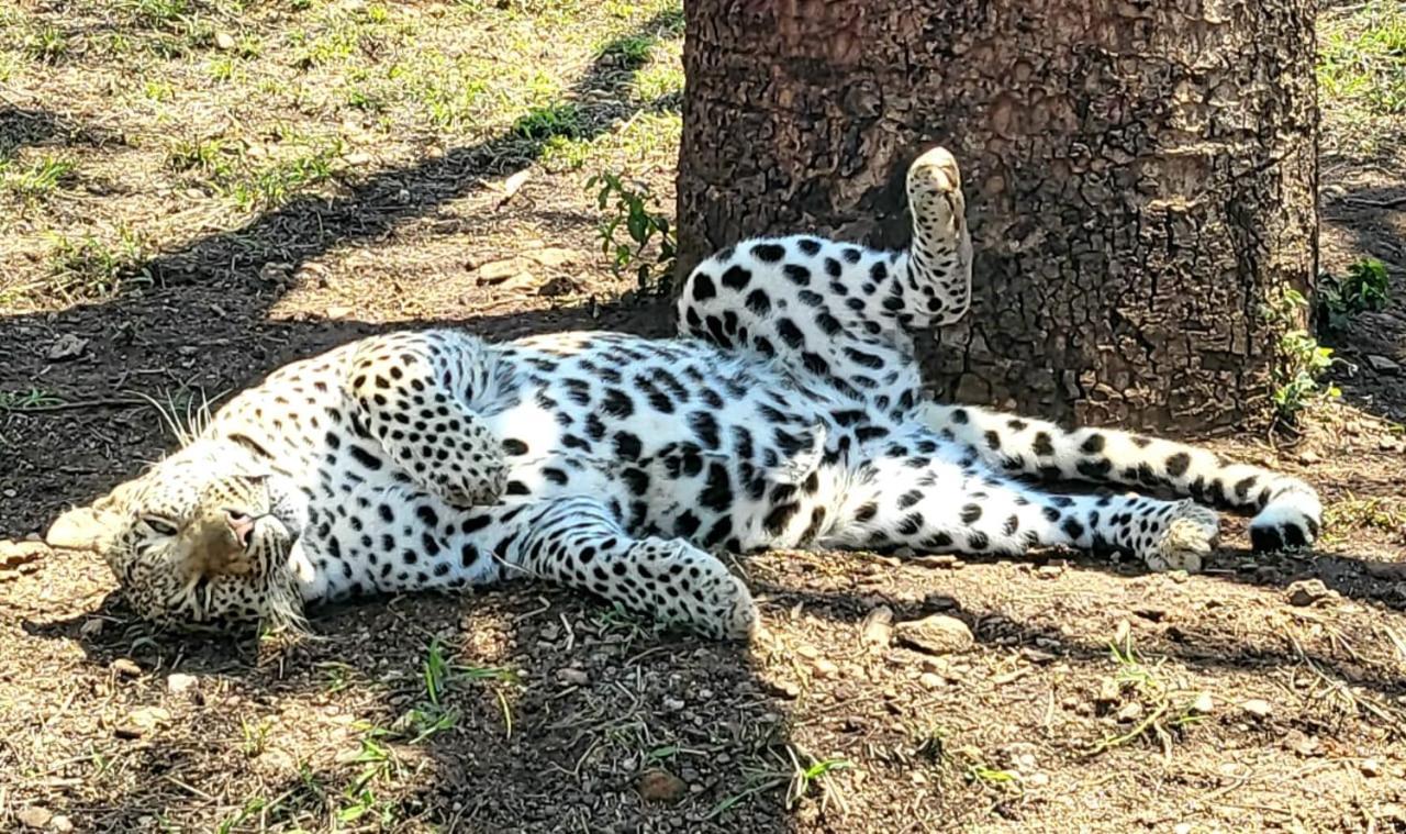 Pumbaa Wildlife Park & Accommodation Mbombela Extérieur photo