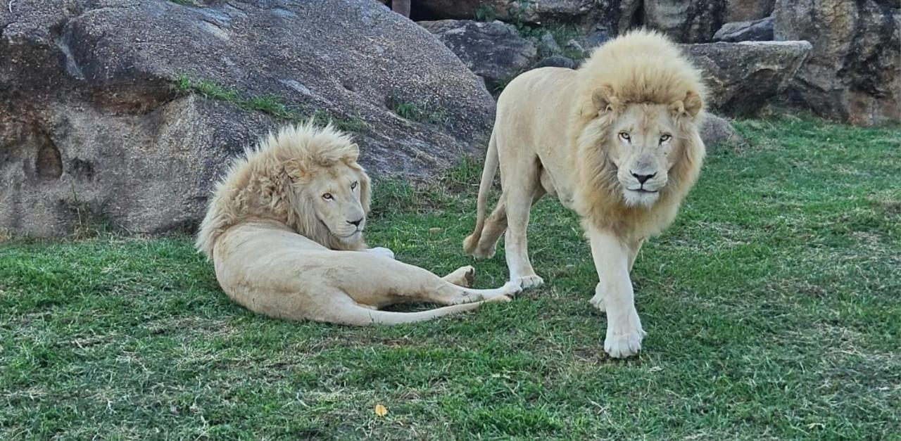 Pumbaa Wildlife Park & Accommodation Mbombela Extérieur photo