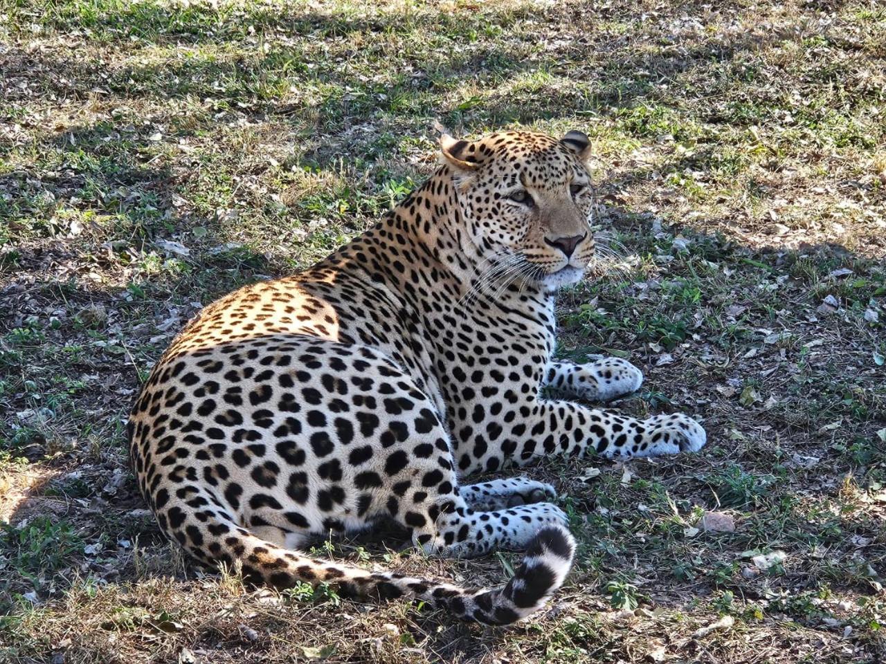 Pumbaa Wildlife Park & Accommodation Mbombela Extérieur photo