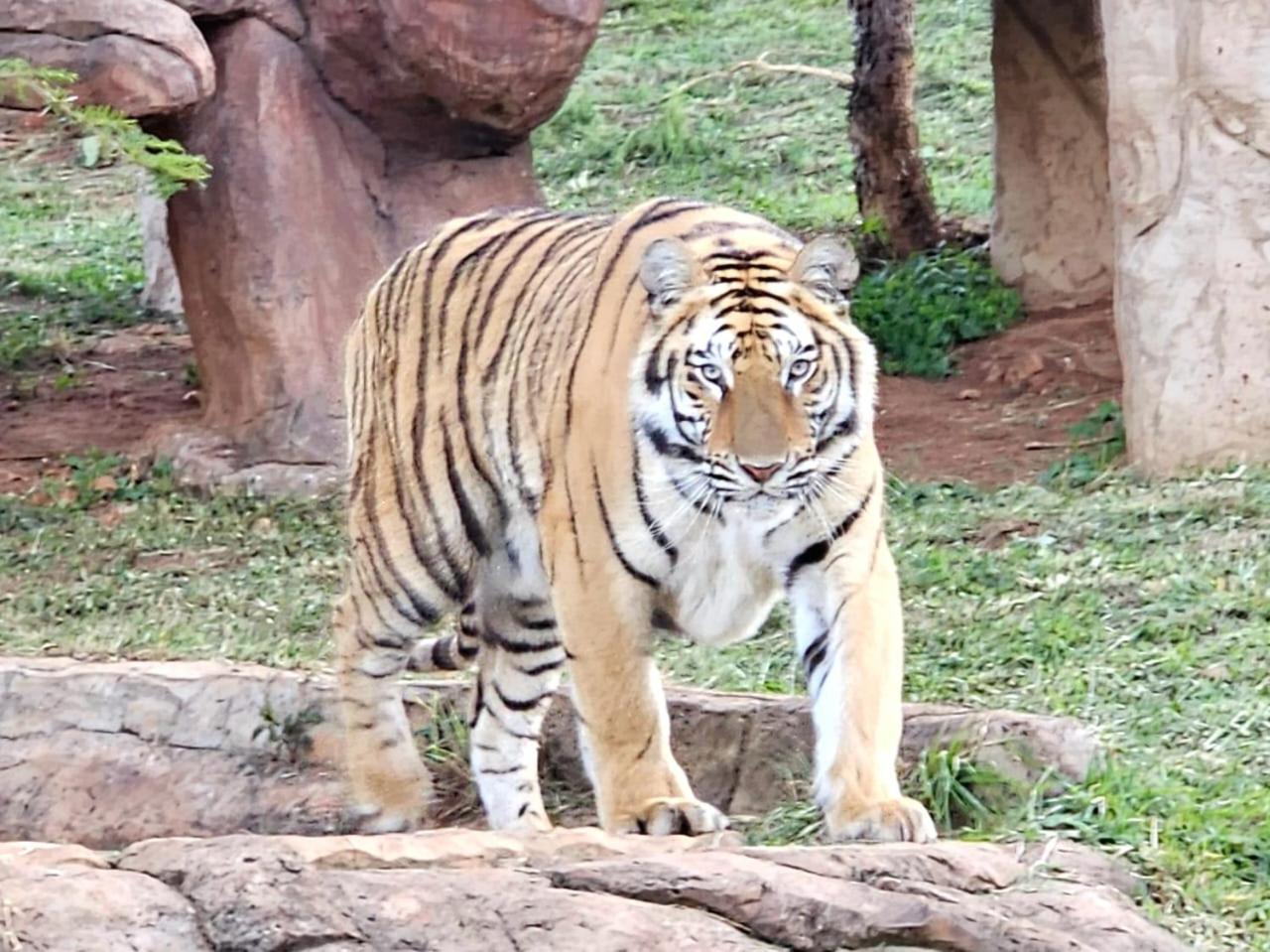 Pumbaa Wildlife Park & Accommodation Mbombela Extérieur photo